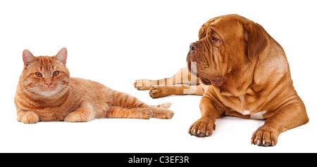 Hund und Katze liegend isoliert auf weißem Hintergrund Stockfoto