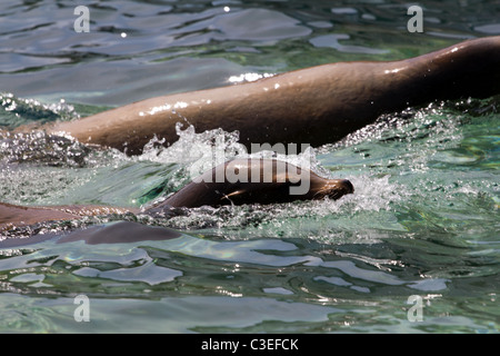 Seelöwen in der Nähe der Küste einer kleinen Insel Stockfoto