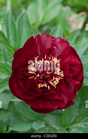 Paeony: Paeonia "Buckeye Belle" Stockfoto