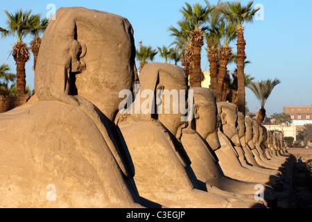 Aegypten, Luxor, Luxor-Tempel (Ipet-Resit), Sphinx eine der Sphingenalle Stockfoto