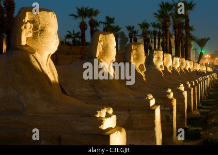 Aegypten, Luxor, Luxor-Tempel (Ipet-Resit), Sphinx eine der Sphingenalle Stockfoto