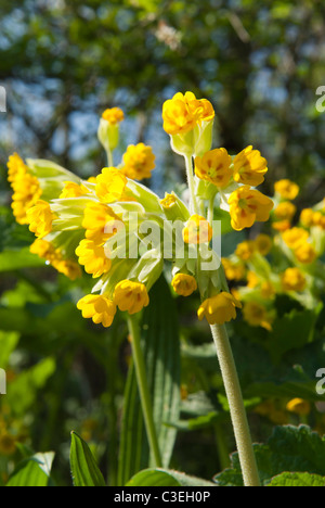 Schlüsselblume, Primula veris Stockfoto