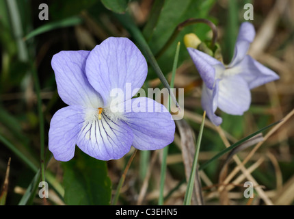 Fen-violett oder Turlough Veilchen - Viola persicifolia Stockfoto