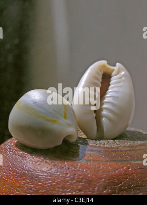 Muscheln auf einem kleinen Tisch Stockfoto