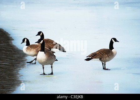 Kanadische Gänse auf dem Seeeis während Frühjahrszug. Stockfoto