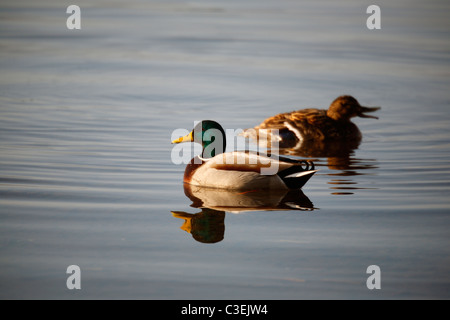 Zwei Mallard Enten (ein Männchen und ein Weibchen) auf der Suche nach Nahrung auf Derwent Water in der Nähe von Keswick im Lake District in England Stockfoto