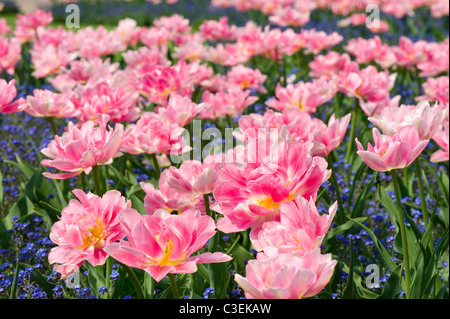 Blaue Vergissmeinnicht mit rosa Tulpen mix Stockfoto