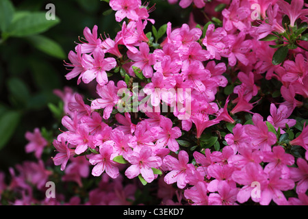 Nahaufnahme eines wunderschönen rosafarbenen Rhododendrons, der in Westonbirt Arboretum, Gloucestershire, England, Großbritannien, blüht Stockfoto