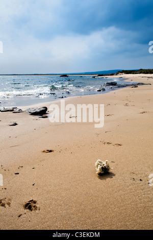 Dornoch Strand an der Ostküste, Sutherland Schottland an einem hellen, sonnigen Frühling sagen Stockfoto