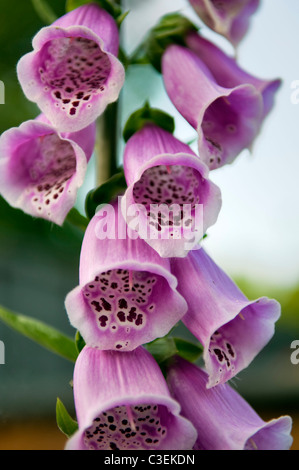 Nahaufnahme von rosa Fingerhut genommen in Bristol uk Stockfoto