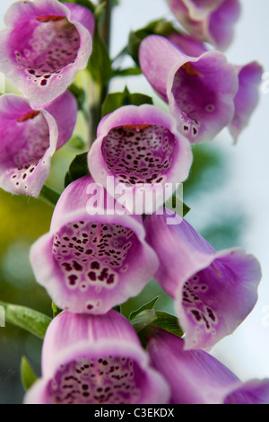 Nahaufnahme von rosa Fingerhut genommen in Bristol uk Stockfoto