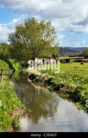 Landschaft-Szene von Vieh im Feld in der Nähe von Night auf der Somerset Levels, England, uk an feinen Frühlingstag genommen Stockfoto