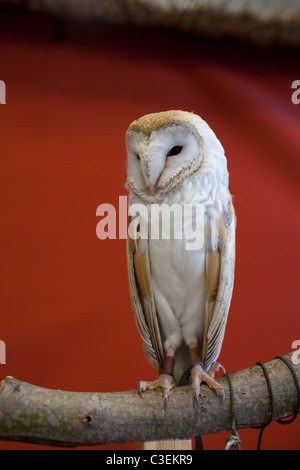 Eine Schleiereule auf einem Hochsitz Stockfoto