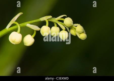 Convallariaarten majalis Stockfoto