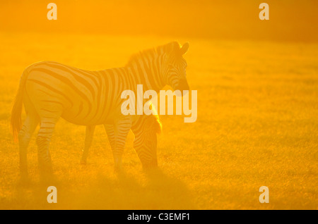 Erschwingliche hervorragende Wildbeobachtungen in Addo Elephant National Park, Südafrika. Burchell Zebra in goldenem Licht auf Ebenen Stockfoto