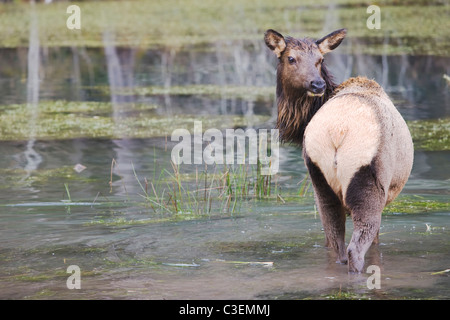 Roosevelt Elk in überfluteten Wiese im Hoh Regenwald, Olympic National Park. Stockfoto