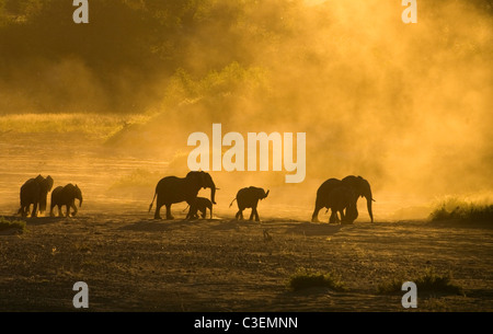 Erschwingliche hervorragende Tierbeobachtungen im Krüger National Park, Südafrika. Herde von Elefanten in Shingwedzi Fluss bei Sonnenuntergang Stockfoto