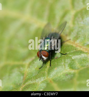 Nahaufnahme Bild einer Fliege auf einem Blatt - sehr geringe Schärfentiefe Stockfoto