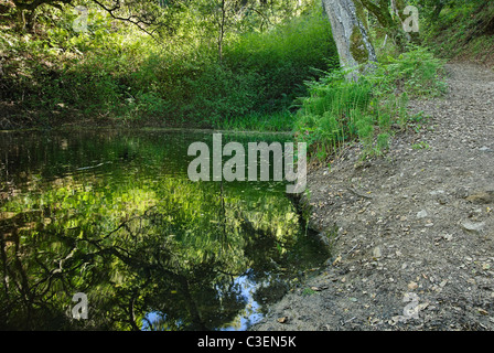 Farn Teich am Garland Ranch Park, Monterey, CA. Stockfoto