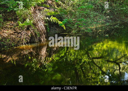 Farn Teich am Garland Ranch Park, Monterey, CA. Stockfoto