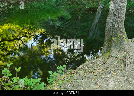 Farn Teich am Garland Ranch Park, Monterey, CA. Stockfoto