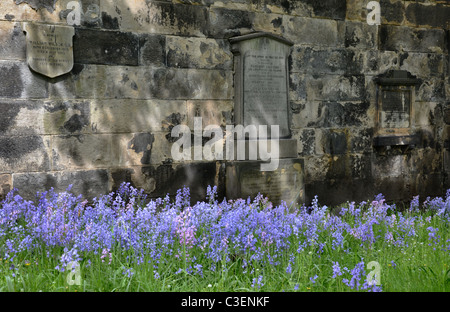 Glockenblumen wachsen in St. Johns Kirchhof in Edinburgh. Stockfoto