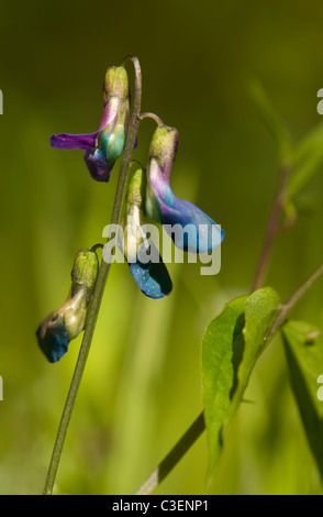 Lathyrus vernus Stockfoto