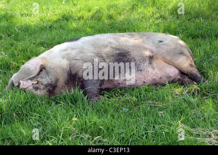 Gloucestershire alten Spot Schwein schläft in einem Feld Stockfoto