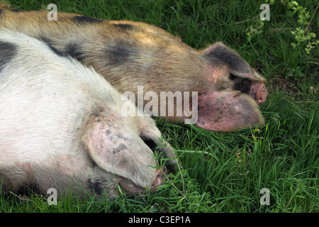 Ein paar von Gloucestershire alten spot Schweine schlafen in einem Feld Stockfoto