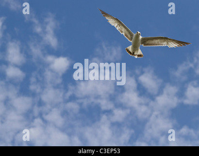 Weiße Möwe, Flügeln und Sonnenlicht durch seine Federn schwebt in einem blauen Himmel mit Puffs von Wolken. Stockfoto