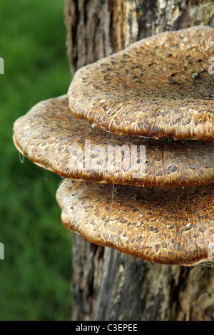 Halterung Pilze wachsen aus einem zerfallenden Baum Stockfoto