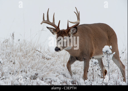 Weiß - angebundene Rotwild Buck fahren ein Reh in der Brunft, Western Montana Stockfoto