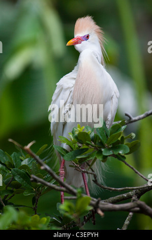 Nahaufnahme von einem Kuhreiher (Bubulcus Ibis) sitzen in den Zweigen, Blick in die Kamera Stockfoto