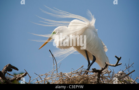 Silberreiher (Ardea Alba) sitzen im Nest mit seiner Zucht Gefieder Federn im wind Stockfoto