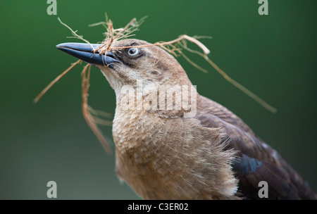 Weibliche Great-tailed Grackle (Quiscalus Mexicanus) mit Nistmaterial im Schnabel Stockfoto