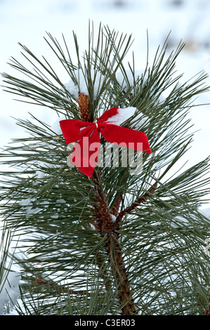 Eine rote Schleife an der Spitze eines Weihnachtsbaum im Potomac Tal der westlichen Montana. Stockfoto