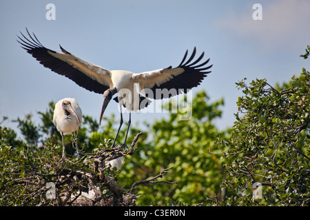 Holz-Storch wieder in das nest Stockfoto