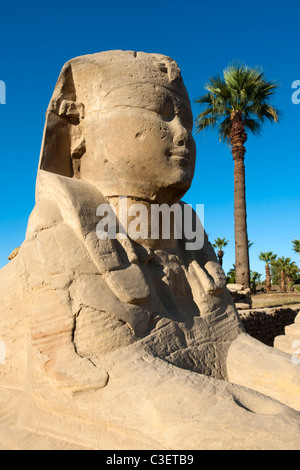 Aegypten, Luxor, Luxor-Tempel (Ipet-Resit), Sphinx eine der Sphingenalle Stockfoto