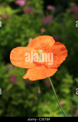 hell orange Mohn Blume mit Fokus Blüten im Hintergrund Stockfoto