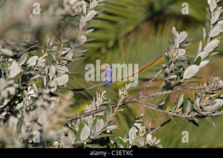 Malachit Eisvogel (Alcedo cristata) bei Intaka Island Bird Sanctuary. Stockfoto