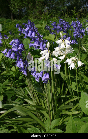 Weißen und blauen Glockenblumen im Wald Stockfoto