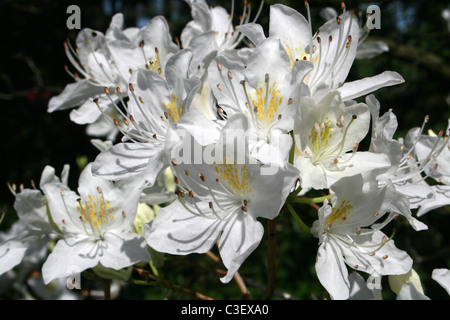 Weiße Azalee Blumen am Ness Botanic Gardens, Wirral, UK Stockfoto