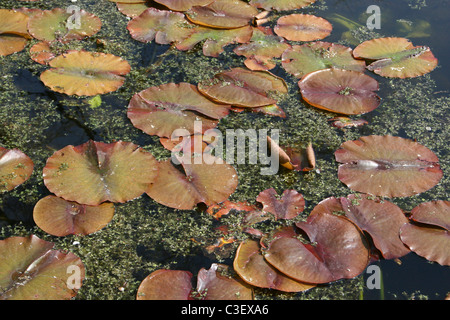 Kleinen Seerosen In einen Garten-Teich Stockfoto