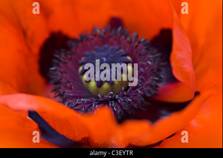 Ein einzelnes Makro-Bild von Papaver Orientale   rote orientalische Mohn Stockfoto