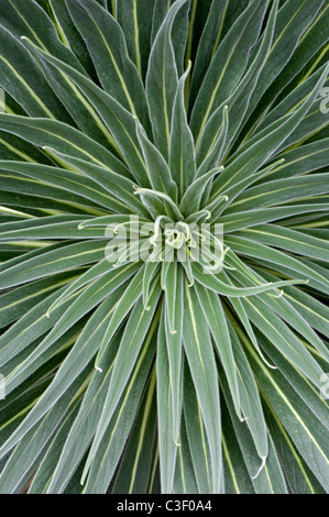 Echium Wildpretii Laub Stockfoto