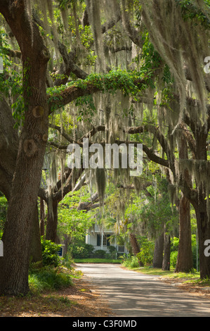 Beaufort, South Carolina. Riesige alte südlichen Live Eichen (Quercus Virginiana) in spanischem Moos (Tillandsia Usneoides) abgedeckt. Stockfoto