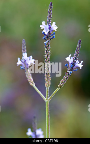 Lavendula Minutoli Blume auch als Grüner Farn Blatt Lavendel bekannt Stockfoto
