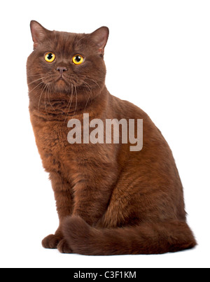 Scottish fold Schokolade Katze auf weißem Hintergrund Stockfoto