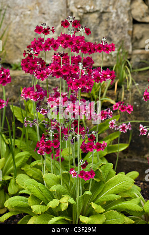 Nahaufnahme von Primula Primula Pulverulenta-Kandelaber, Primula japonica Stockfoto