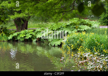 Gunnera Manicata - Riesen Rhabarber Pflanze Stockfoto